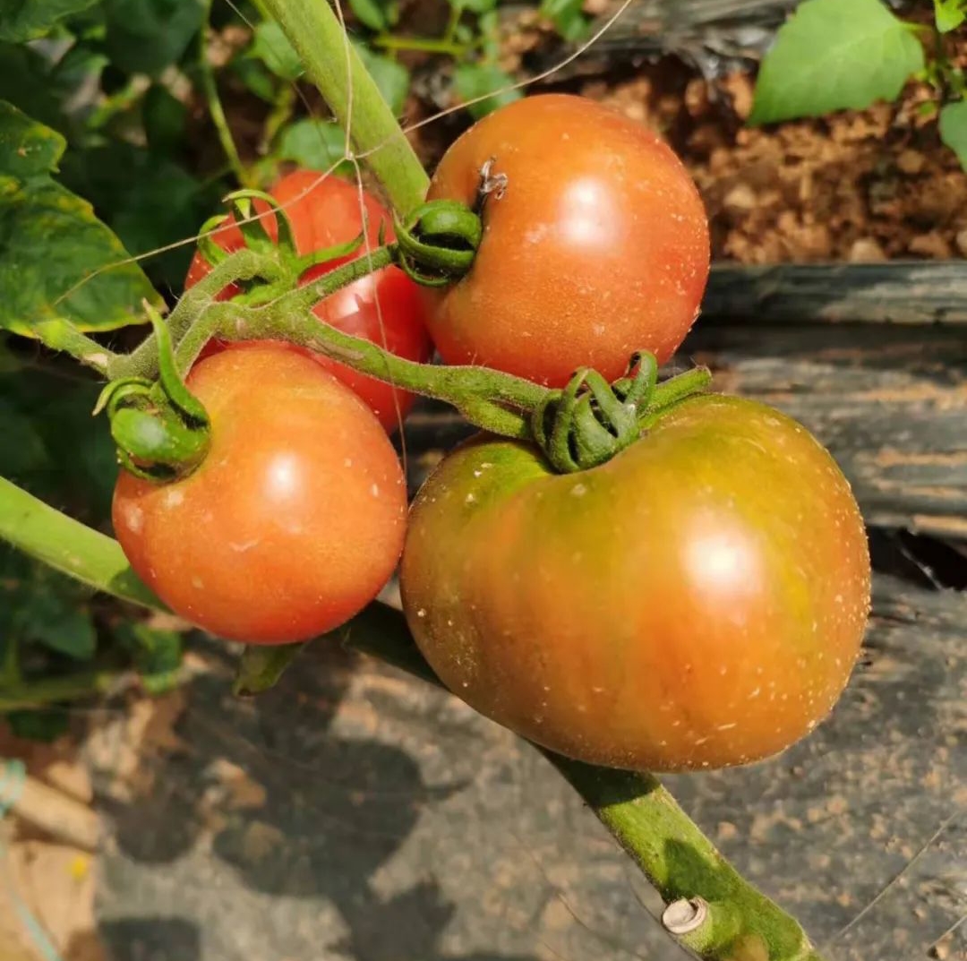 品種的選擇.jpg 品種的選擇.jpg