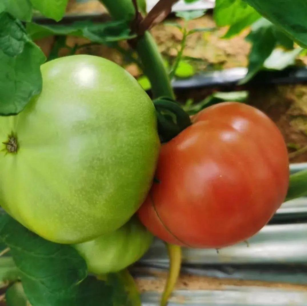 西紅柿.jpg 西紅柿.jpg