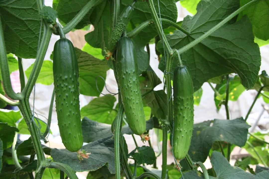 黃瓜栽培 黃瓜栽培