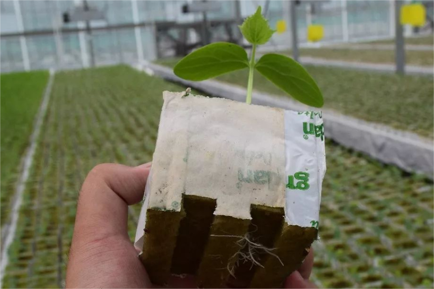 巖棉栽培黃瓜 巖棉栽培黃瓜
