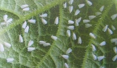 t0140a6ce4f3d9bc0a0.jpg t0140a6ce4f3d9bc0a0.jpg