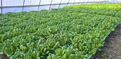 t01fed85e267ad50793.jpg t01fed85e267ad50793.jpg