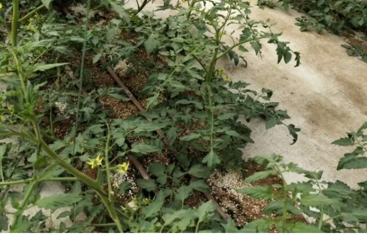 F5B636D19308313F5CFA0EA0AFE2B710.png F5B636D19308313F5CFA0EA0AFE2B710.png