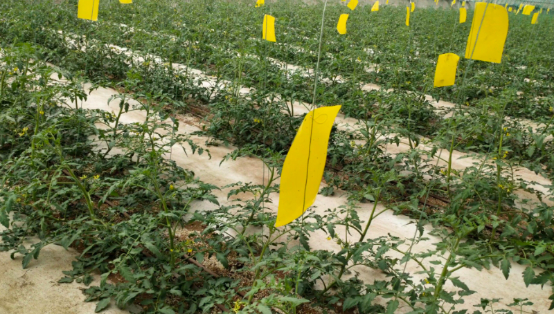 IMG_20231003_095135.jpg IMG_20231003_095135.jpg