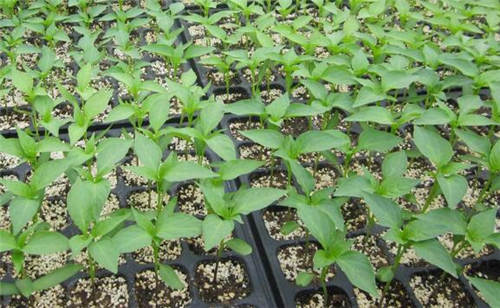 9a6a4fe93720469db51ba2c60008d5cb_th.jpg 9a6a4fe93720469db51ba2c60008d5cb_th.jpg