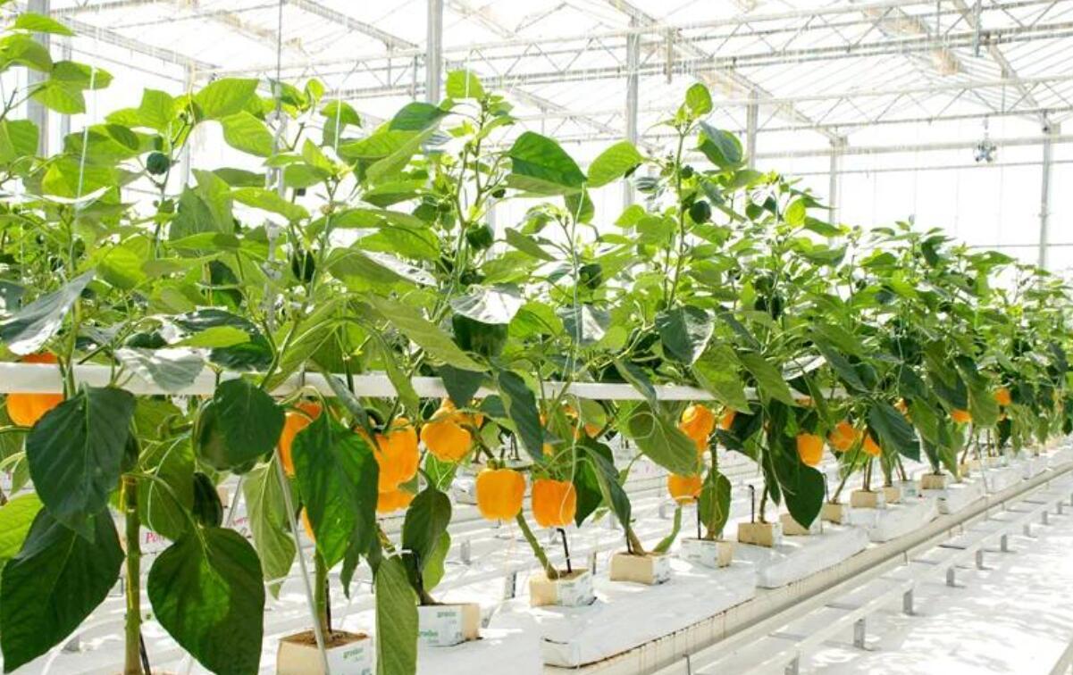 v2-17529a9ea2bc8746478d801aade5698b_r.jpg v2-17529a9ea2bc8746478d801aade5698b_r.jpg