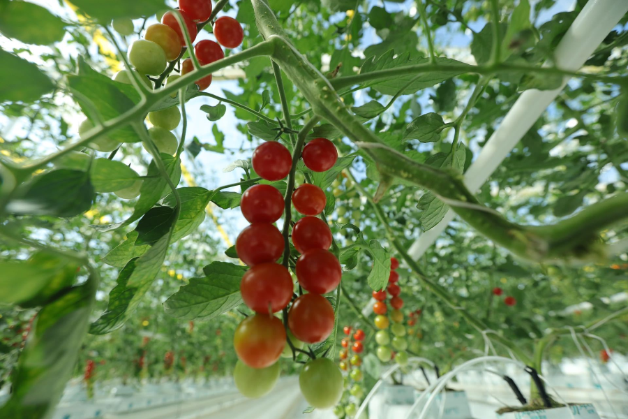 a_729225474076569600 (1).png a_729225474076569600 (1).png