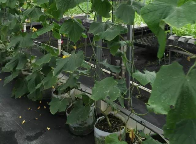 cb782395618e49ed90e18a4982f83776.png cb782395618e49ed90e18a4982f83776.png