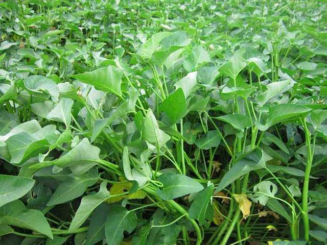 u=1423535046,1114615397&fm=173&app=49&f=JPEG.png u=1423535046,1114615397&fm=173&app=49&f=JPEG.png