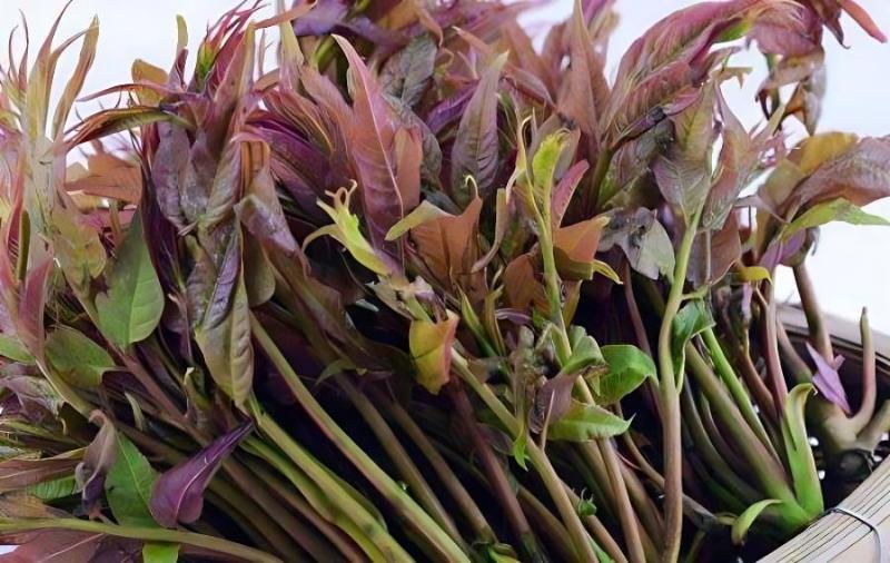 1605663400541595.jpg 1605663400541595.jpg