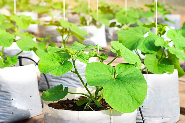 05基質(zhì)袋無土栽培4.jpg 05基質(zhì)袋無土栽培4.jpg