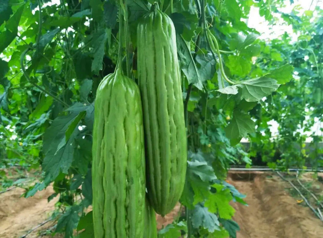 t010034056dca27eac0.png t010034056dca27eac0.png