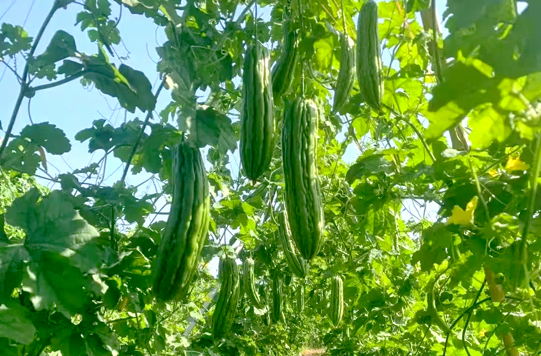 b_5754164202207081009371427.png b_5754164202207081009371427.png