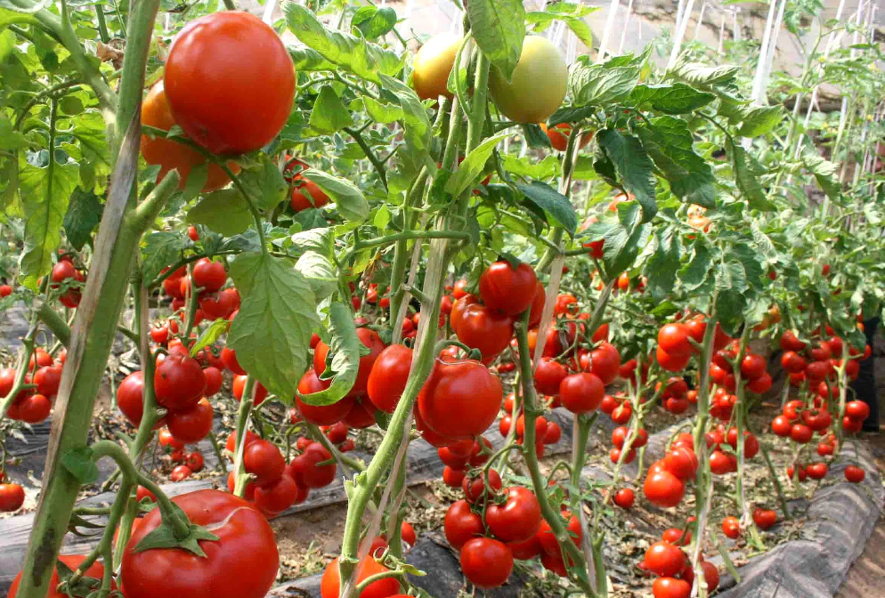 5985462.png 5985462.png