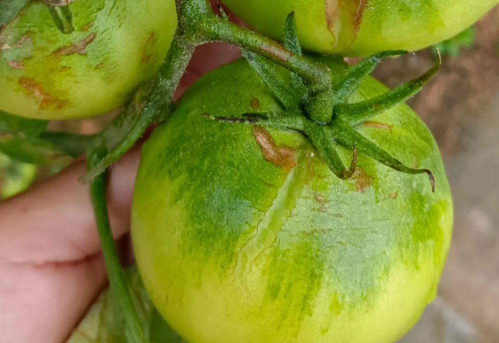 mmexport1720576926383 (1).png mmexport1720576926383 (1).png