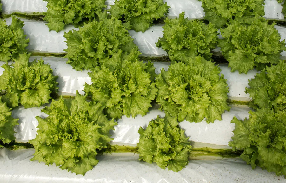 t01aa0074471892a88a.png t01aa0074471892a88a.png