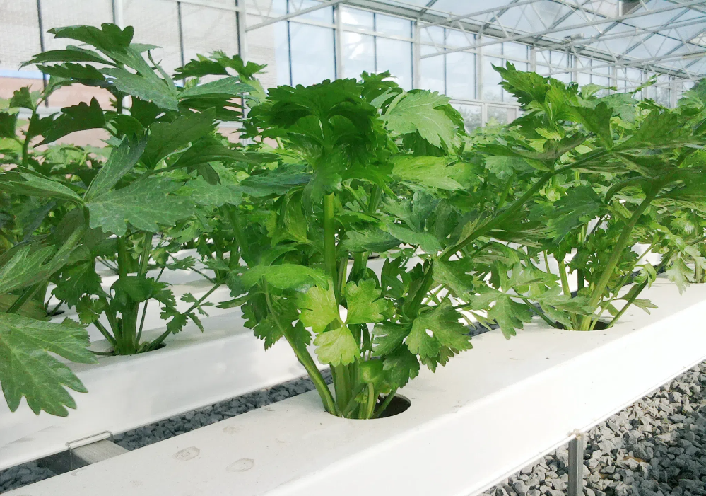 89716512.png 89716512.png