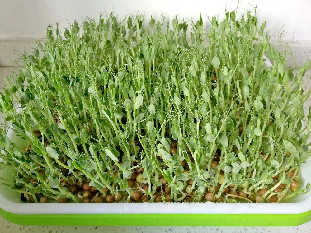 9d187b0bab4a0f25ee722a3e8b4b383d.png 9d187b0bab4a0f25ee722a3e8b4b383d.png