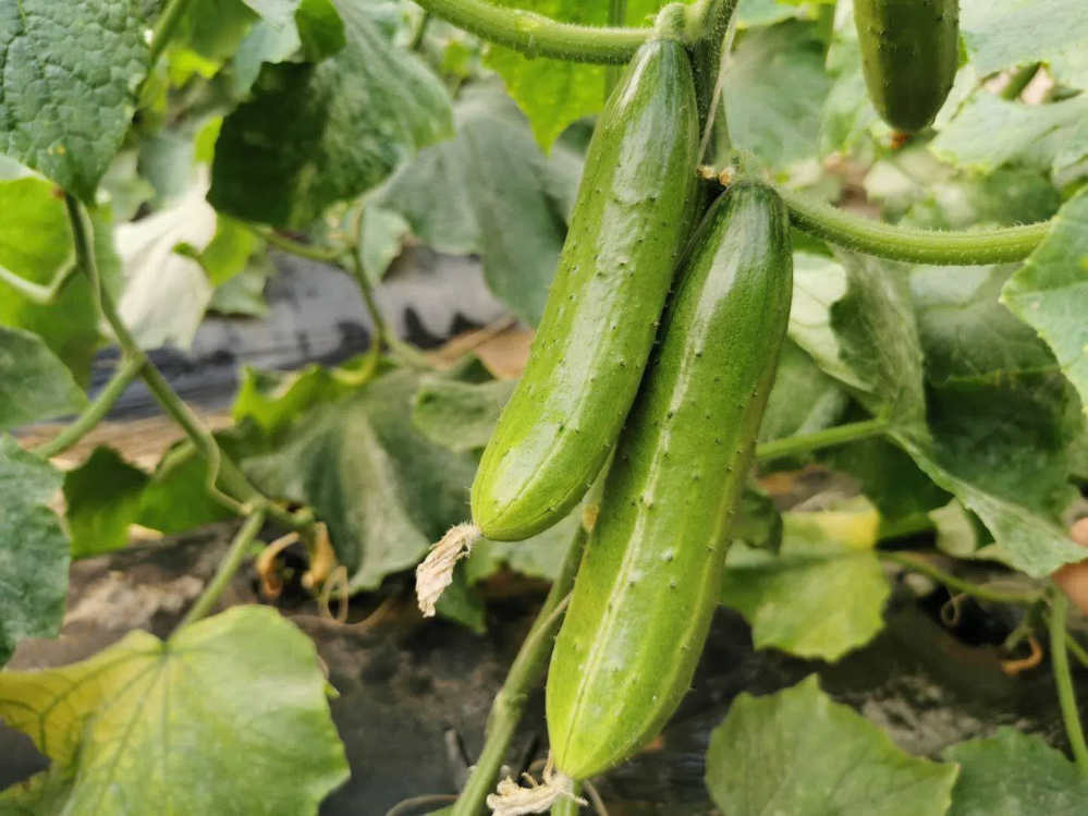 3cc93e88650a46d4aba25743dbd42908.png 3cc93e88650a46d4aba25743dbd42908.png