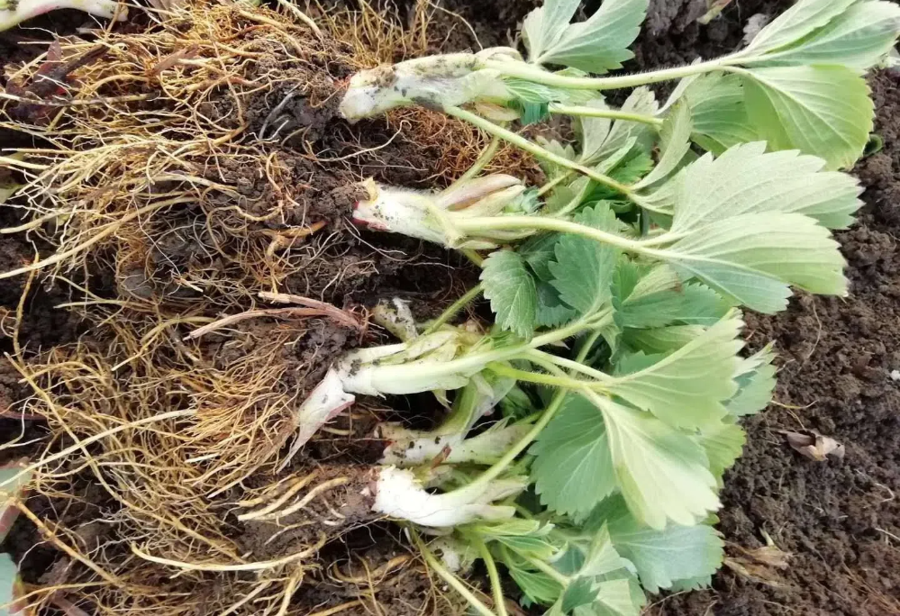 1564485766753013.png 1564485766753013.png