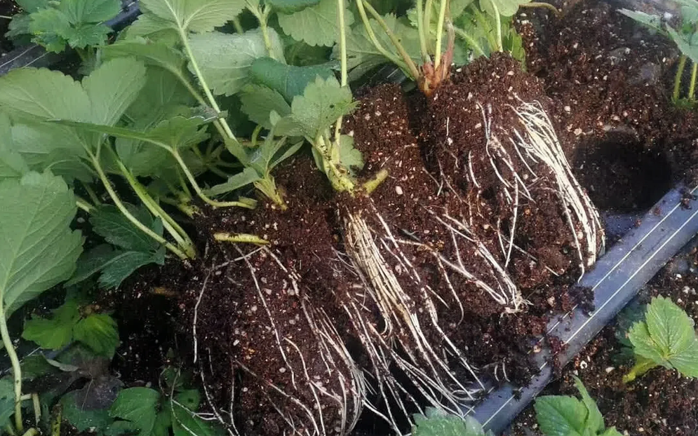 b_660200_201906261516246357.png b_660200_201906261516246357.png