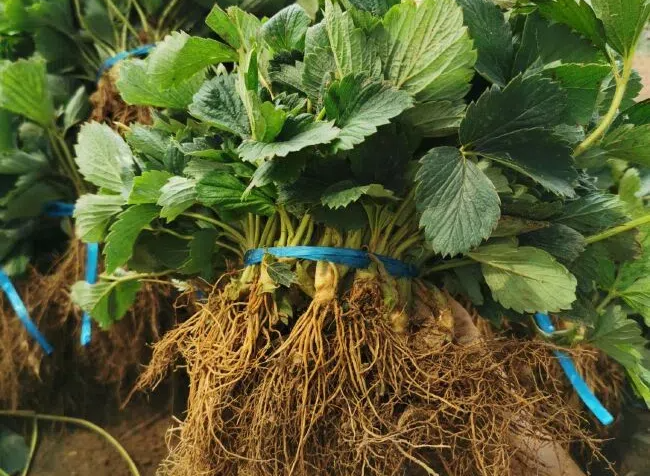 5c383902852e466d91313a24e5945f44.png 5c383902852e466d91313a24e5945f44.png