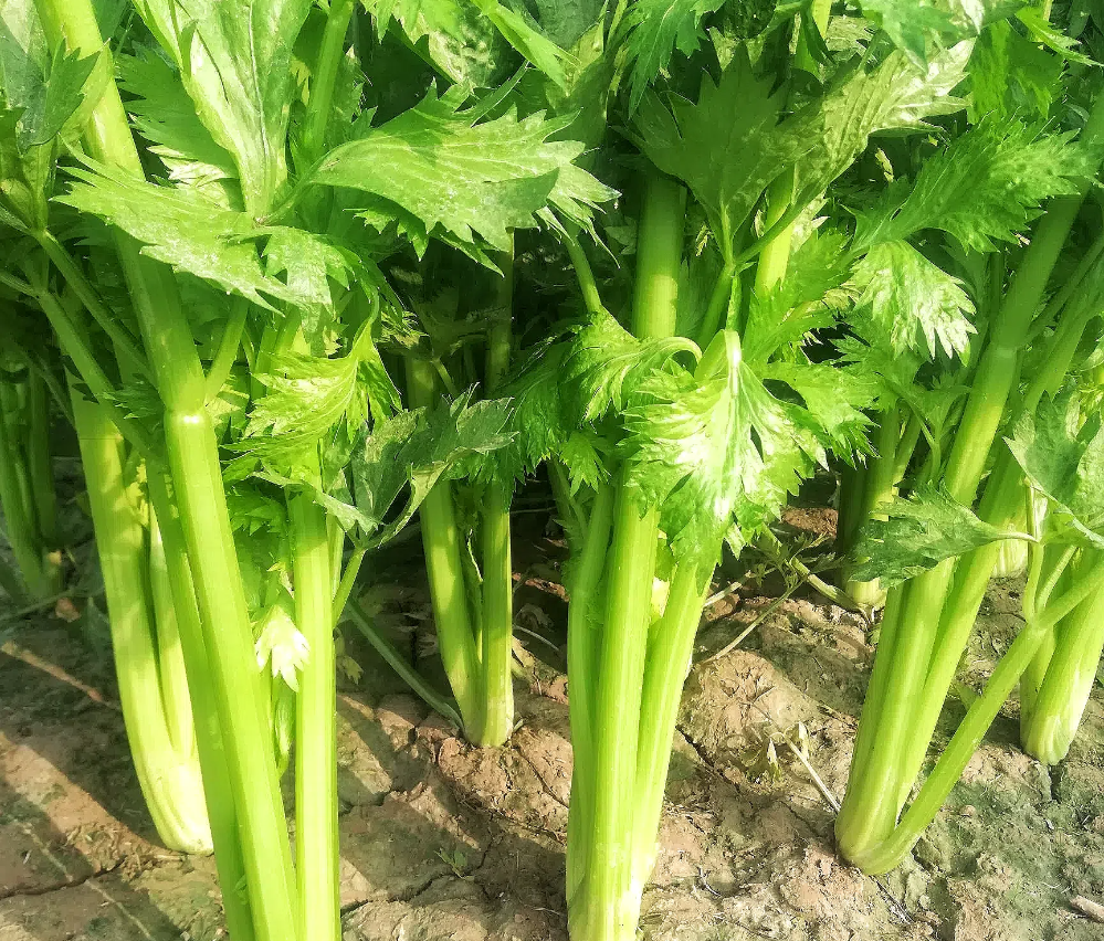 1e0c7111e62b85e50a9bfe630148ba26.png 1e0c7111e62b85e50a9bfe630148ba26.png