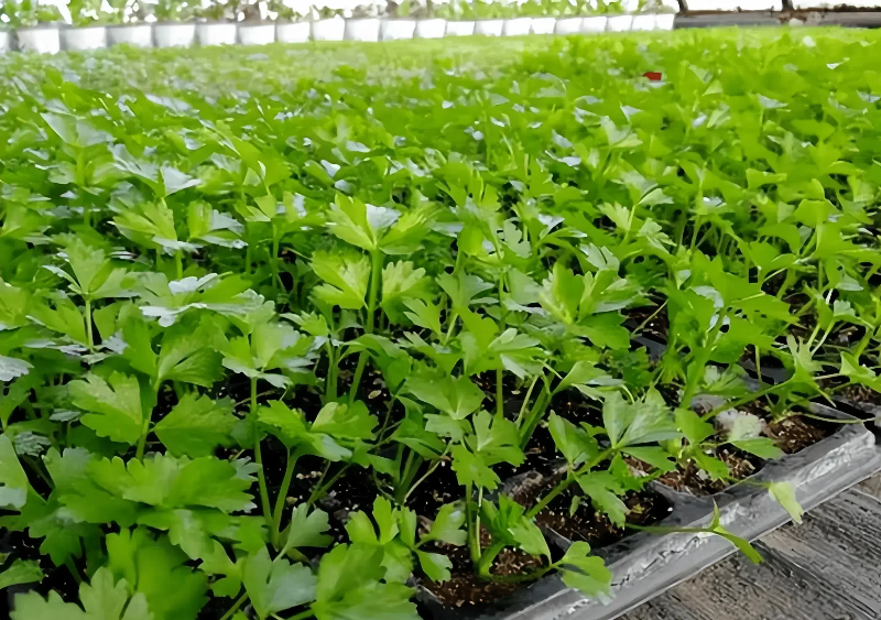 7e4c103bc92d2aa97a8aaed26dc82553 (1).png 7e4c103bc92d2aa97a8aaed26dc82553 (1).png