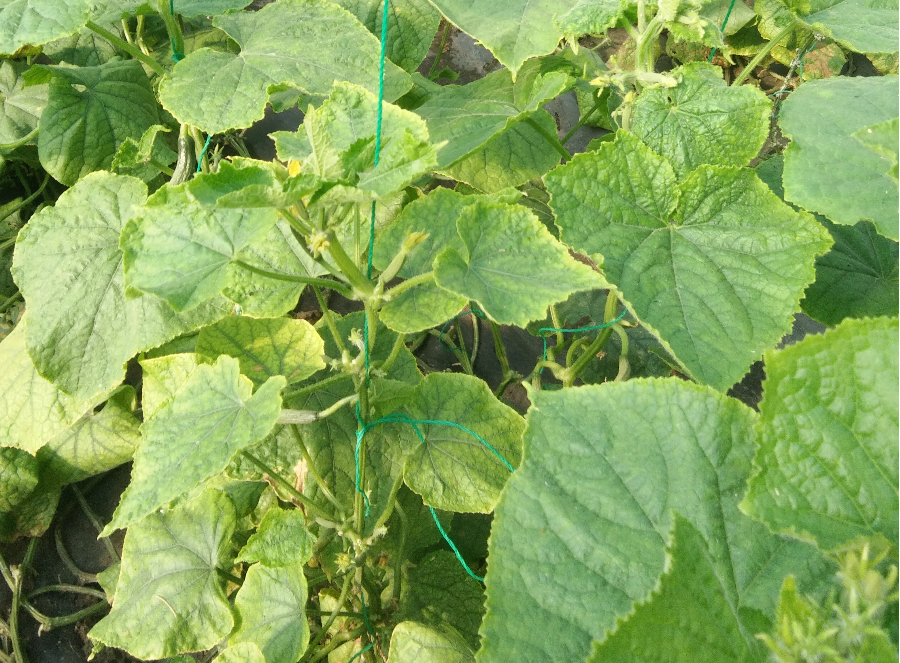 8d00f45e81c76fc8dd7a9d2e8ff63c28.png 8d00f45e81c76fc8dd7a9d2e8ff63c28.png