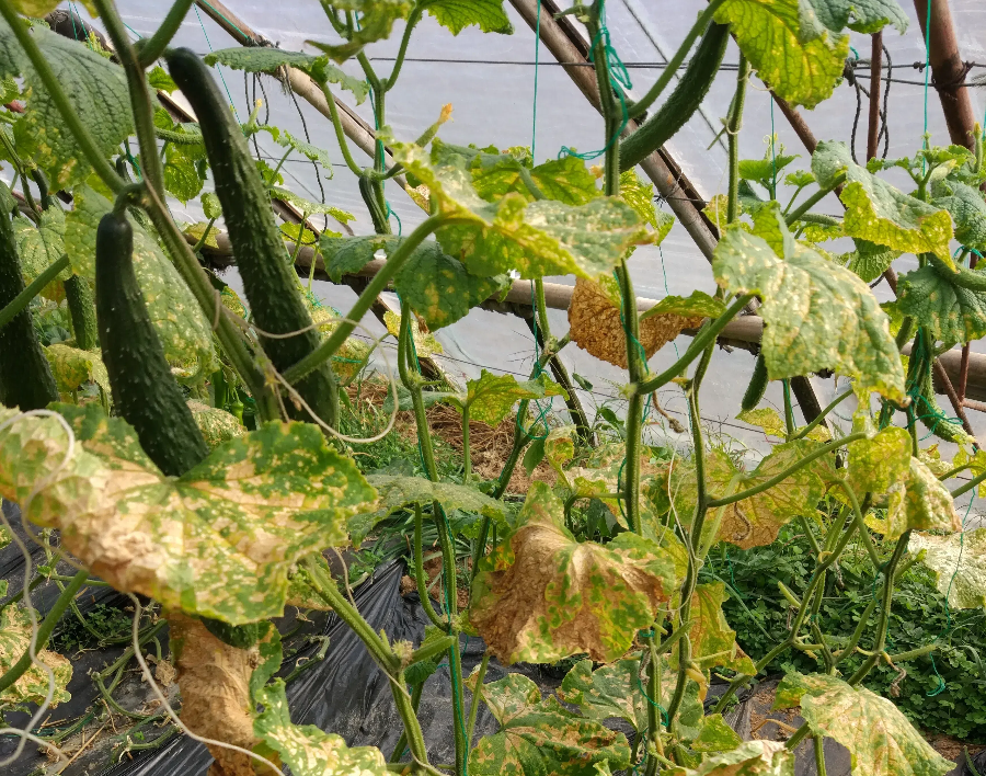 74c65af872728a6e77ad11765c1d4fb4 (1).png 74c65af872728a6e77ad11765c1d4fb4 (1).png