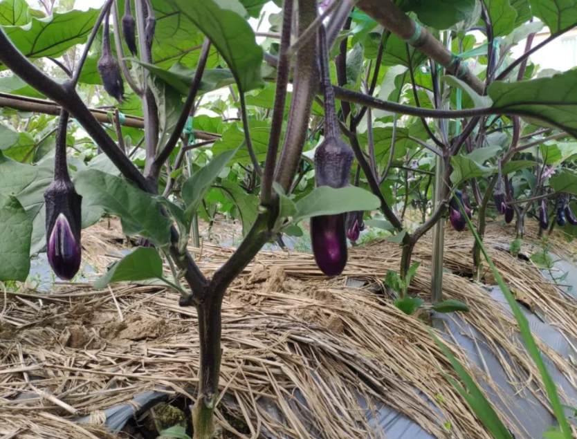 d75758520d855496f759e7b57b654669.png d75758520d855496f759e7b57b654669.png