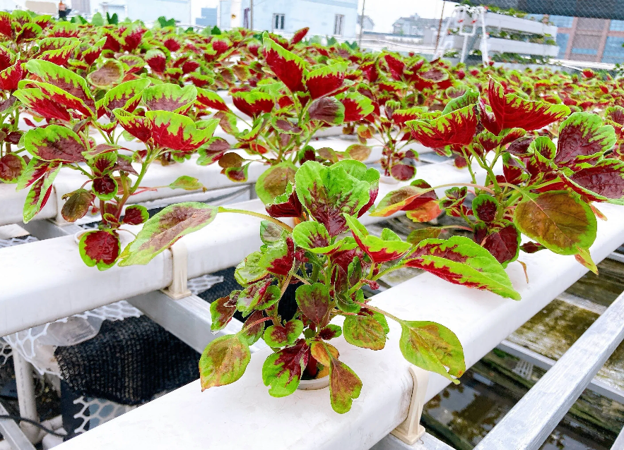 2eb88486914ec21e14c1c279d27e7e81.png 2eb88486914ec21e14c1c279d27e7e81.png