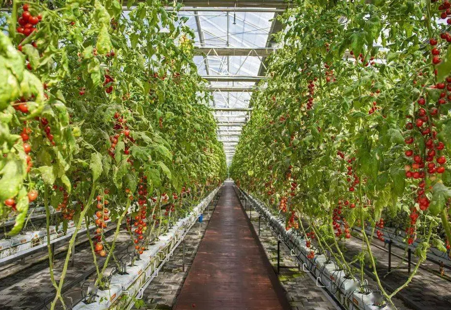 64a0b3c175b8b6808925f5a5ff61e633.png 64a0b3c175b8b6808925f5a5ff61e633.png