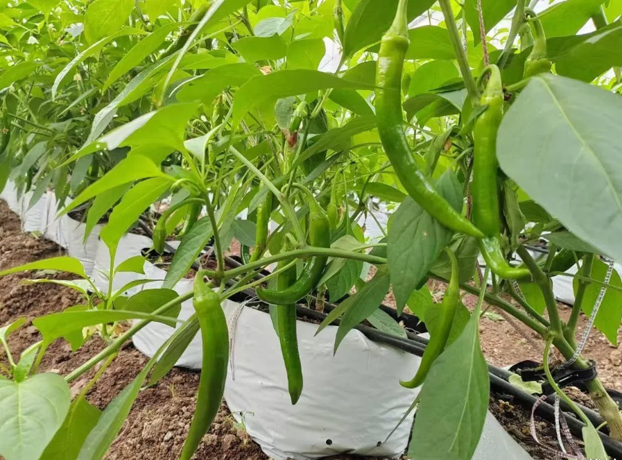 2bc23ab7750e5e823f1e7a6fda5705cf.png 2bc23ab7750e5e823f1e7a6fda5705cf.png