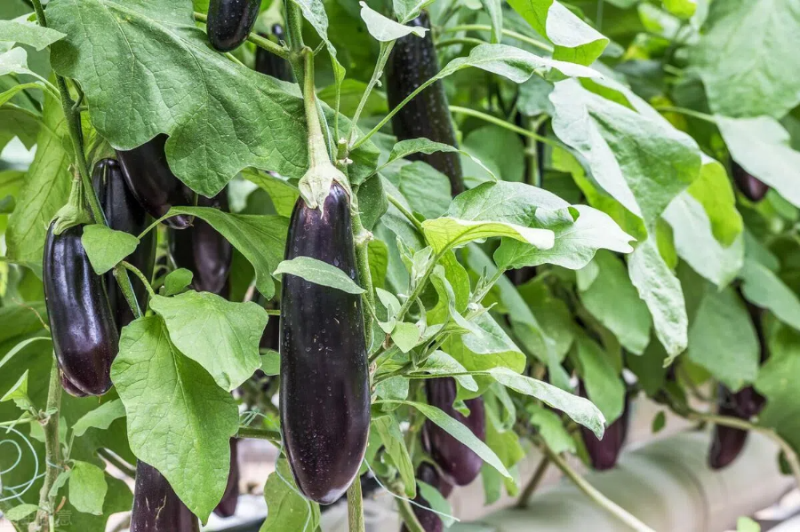 5a0c8eebad0c1223770842653944a3f7.png 5a0c8eebad0c1223770842653944a3f7.png