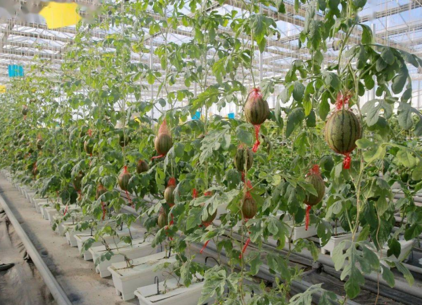 QQ20240924-171544.png QQ20240924-171544.png