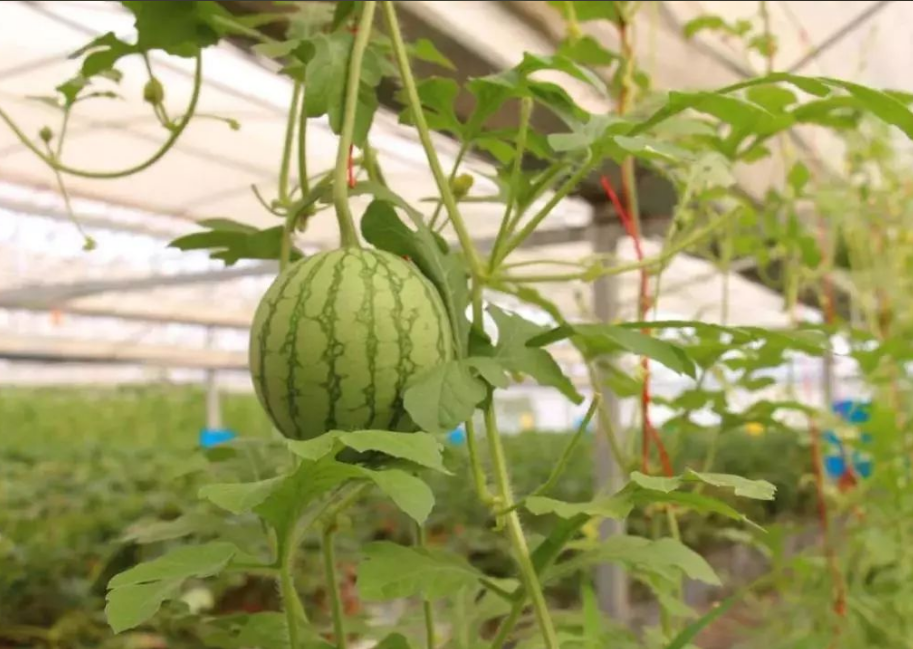 QQ20240924-171513.png QQ20240924-171513.png