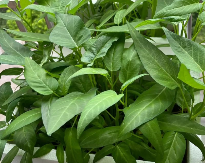 QQ20241013-094841.png QQ20241013-094841.png