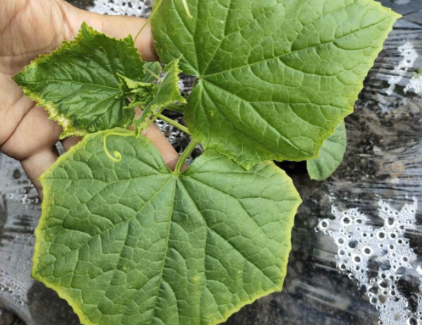 QQ20241018-090624.png QQ20241018-090624.png