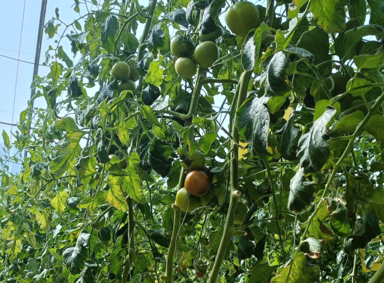 QQ20241020-104445.png QQ20241020-104445.png