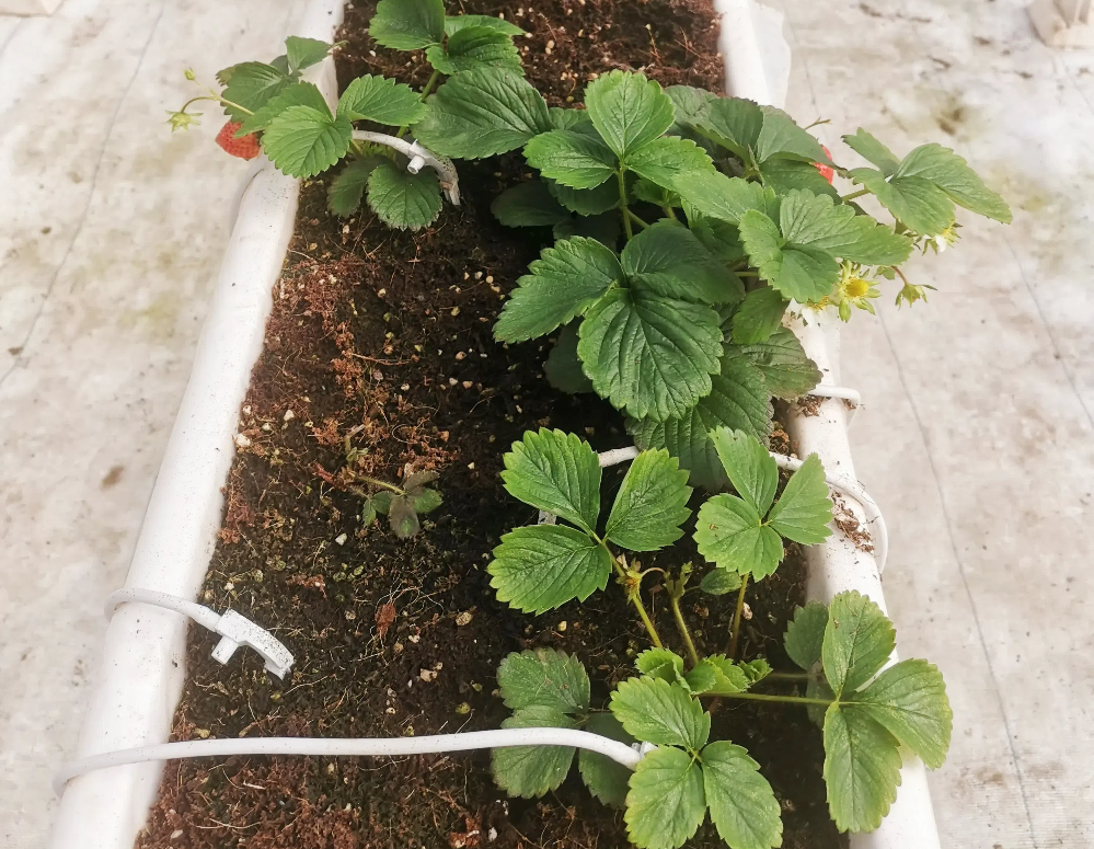 如何促進(jìn)草莓花芽分化？草莓花芽分化期如何管理？