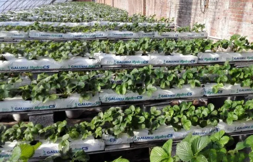 920f6c66d01b9193f6d8c59424b74ef5.png 920f6c66d01b9193f6d8c59424b74ef5.png