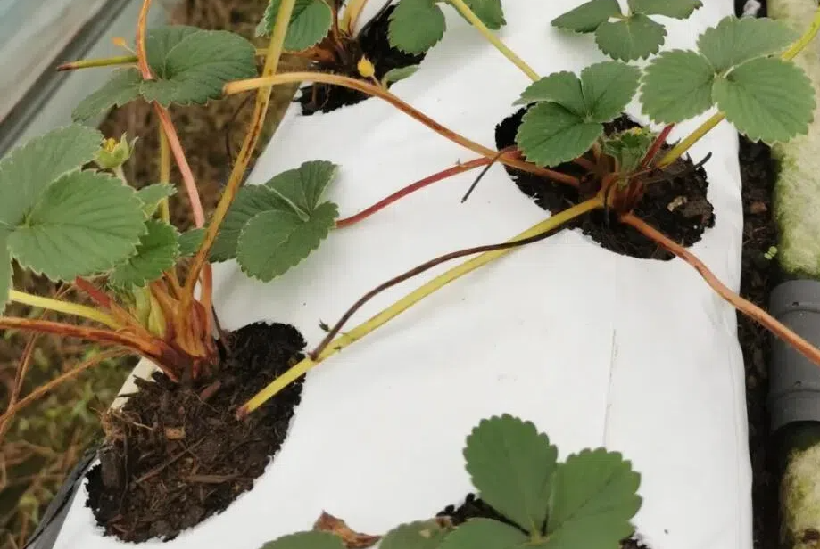 2e02bbd1fba43a73c3f29a6d7d035c10.png 2e02bbd1fba43a73c3f29a6d7d035c10.png