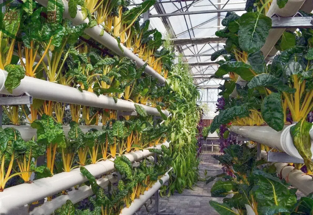 1721ad0e0a2d4961f860f0d36a5871ef.png 1721ad0e0a2d4961f860f0d36a5871ef.png