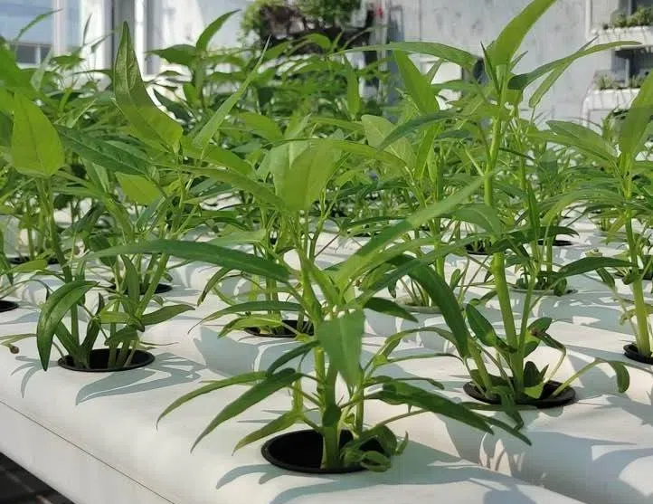 260a2a4f4293c0bc7f6fc18aa307ce46.png 260a2a4f4293c0bc7f6fc18aa307ce46.png