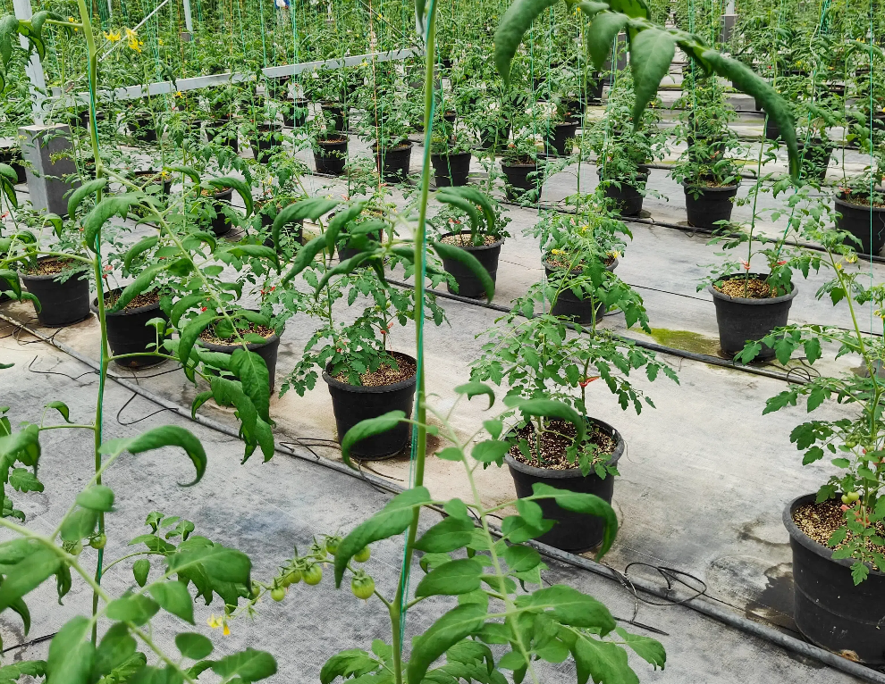 2fd2a13ffd00f525068a16c4639134cb.png 2fd2a13ffd00f525068a16c4639134cb.png