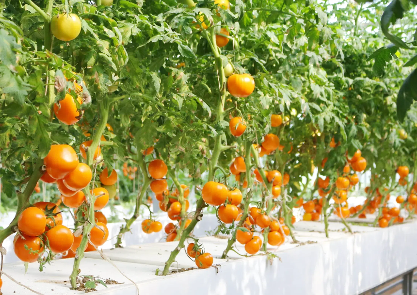 ff5b4fd9e8ec78efc6cd2e672e69e6da.png ff5b4fd9e8ec78efc6cd2e672e69e6da.png