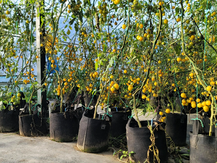 3536dcd29bb03b658d250e9cf60b6c21.png 3536dcd29bb03b658d250e9cf60b6c21.png