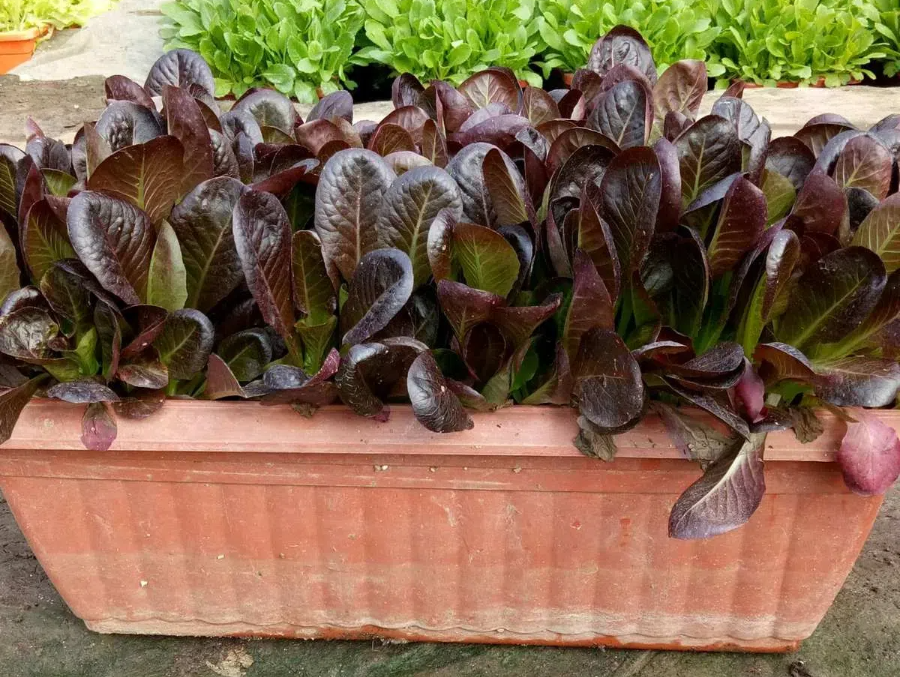 69da153757ef55af9c3ec02597f2efad.png 69da153757ef55af9c3ec02597f2efad.png