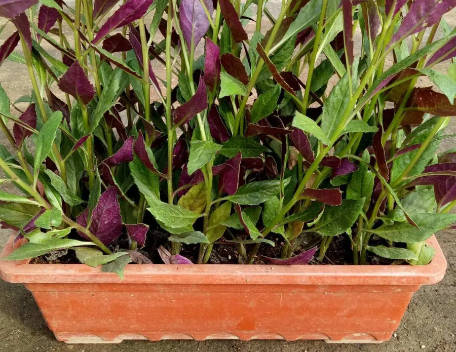 3e7407cd82ab7c73ed84e4347590a6ab.png 3e7407cd82ab7c73ed84e4347590a6ab.png